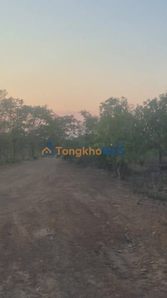 Bán Gấp 1.5ha Đất Vườn Điều Thu Hoạch Tốt - Buôn Ma Thuột