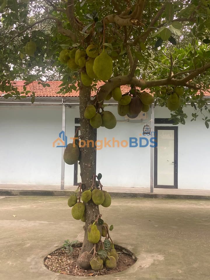 Nhà phố Đường 5,6 Thái Bình 35m2 - Mặt tiền kinh doanh