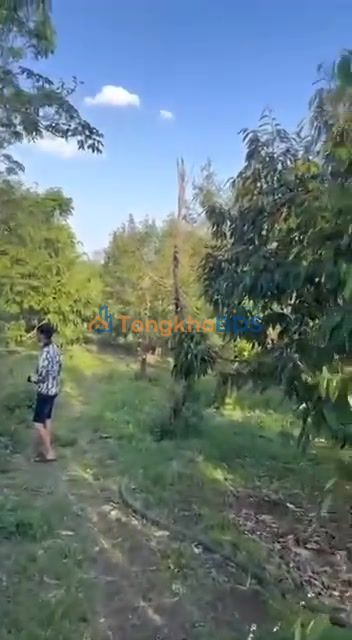 Farm 21.600m² Eblang, Đắk Lắk - 40 Sầu Riêng Thu Tỷ Lợi Nhuận, Giá 2.2 Tỷ