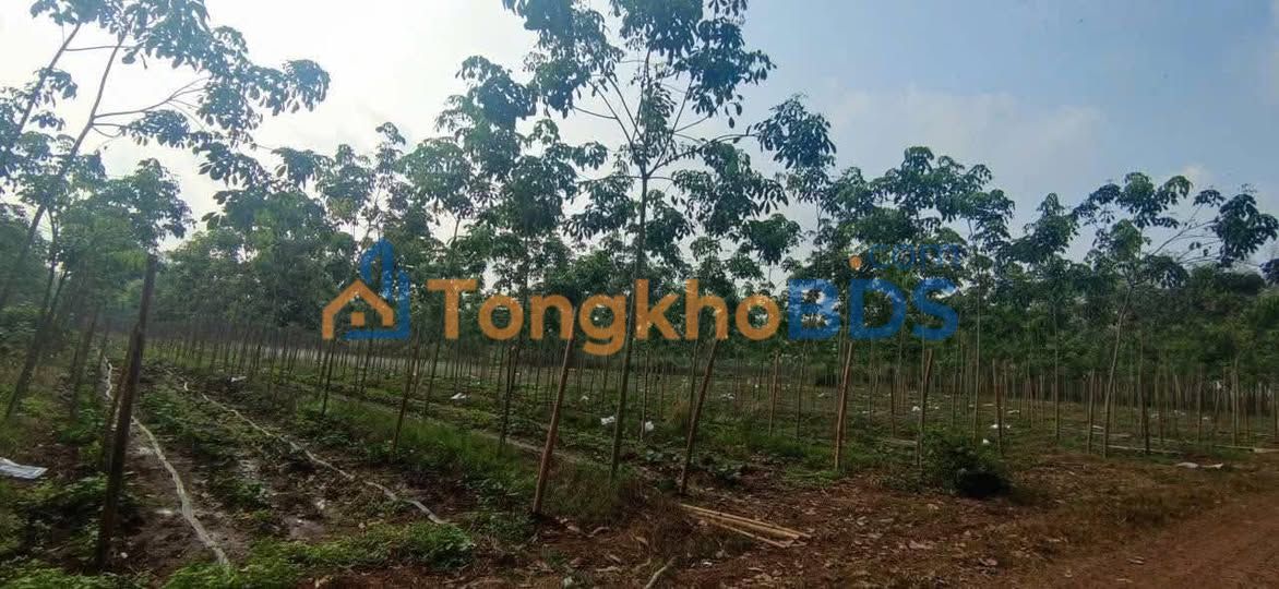 Farm Cao Su 13.000m² Phú Giáo, Bình Dương - Giá 3.7 Tỷ TL
