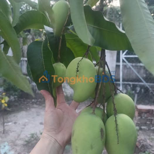 Đất Phú Giáo Bình Dương 1.03 Tỷ - Sổ Đỏ Rõ Ràng, Vị Trí Trung Tâm