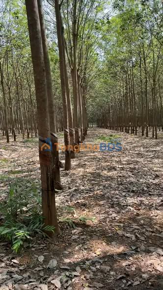 Bán Gấp Đất Cao Su 3.3ha Xã An Linh, Phú Giáo - Sẵn Sàng Kinh Doanh