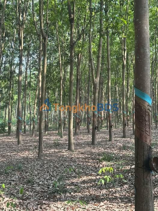 Bán Gấp Đất Vườn 3600m² An Thái, Phú Giáo - Giá Đầu Tư 2.8 Tỷ