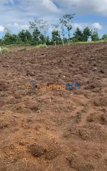 Bán Gấp Đất Vườn Ea Blang, Buôn Hồ 3222m² - Chỉ 550 Triệu, Sổ Đỏ Riêng