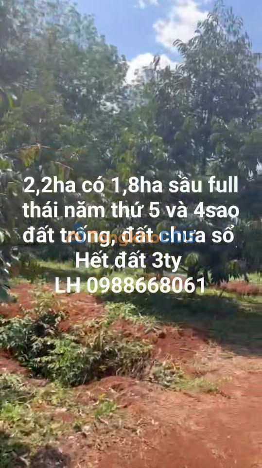 Bán Gấp Farm 2.2ha Sầu Riêng 5 Năm Tuổi - Xã Bom Bo, Bình Phước