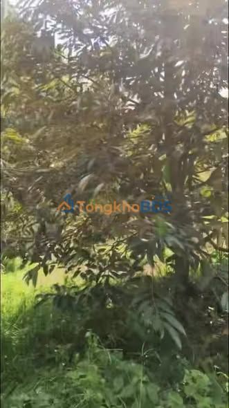 Bán gấp 2.8ha Sầu Riêng Thái Năm Thứ 5 tại Bình Phước - Sẵn Thu, Giá Đầu Tư