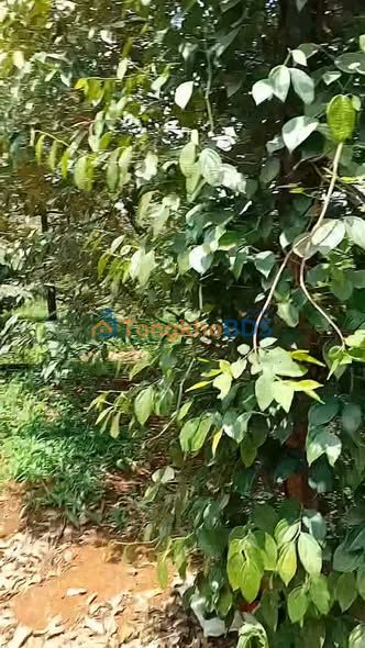 Đất Bù Đăng Đường 10 1800m² 1,5 tỷ - Xây dựng tự do