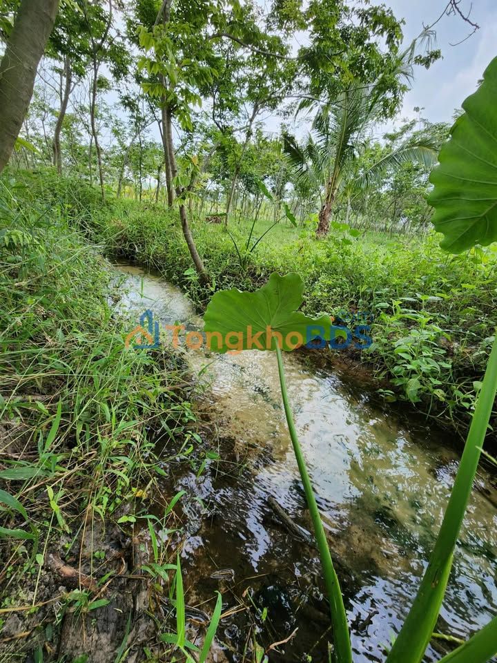 Đất Vườn 8400m² Hàm Thuận Bắc - 1200 Cây Sưa Giá 3.6 Tỷ