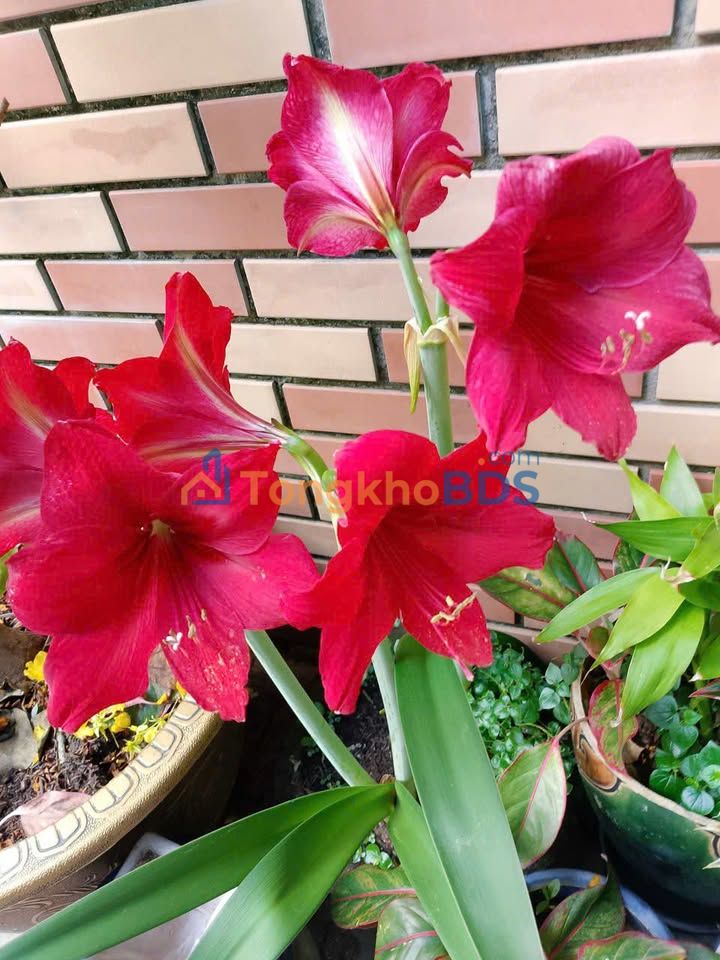 Đất nền Phạm Hùng Mỹ Tho 168m² giá 1 tỷ - Tiềm năng tăng giá