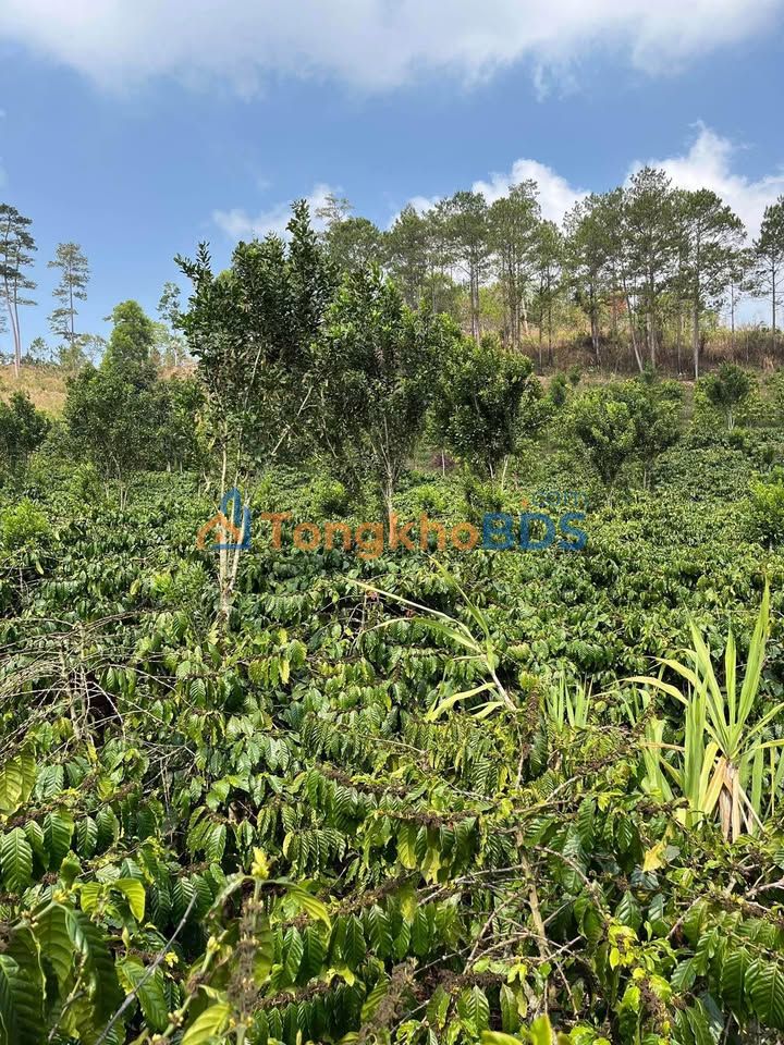 Bán Đất Farm 14.000m² Trồng Cà Phê, Xã Đạ Lây, Lâm Đồng - Giá 2.8 Tỷ