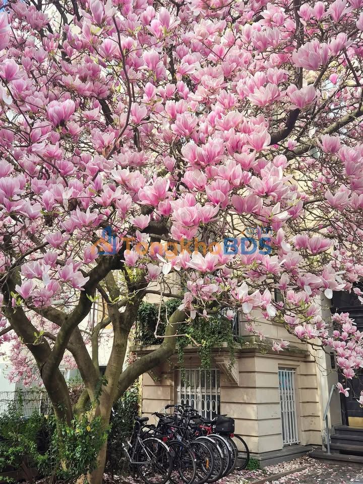 Nhà 90m² Lê Lai P5 Đà Lạt - 4PN, Sân Oto, Giá 2.1 Tỷ