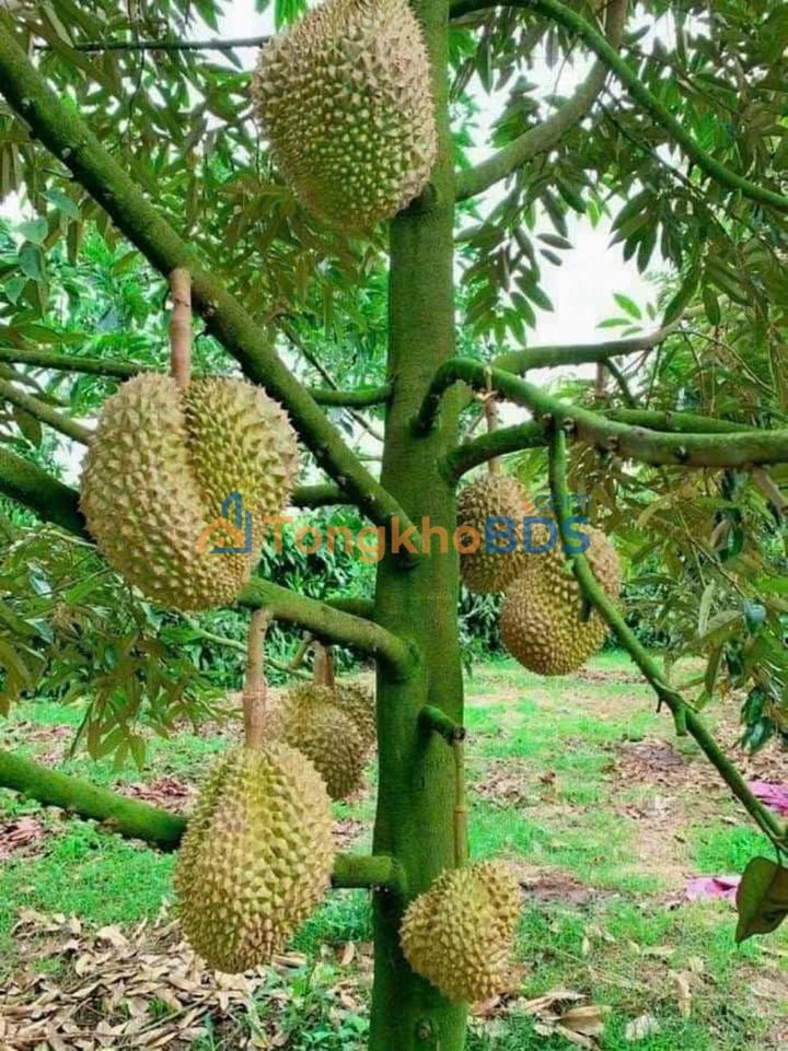 Đất vườn Tân Hưng 2160m² 1,77 tỷ - Nghỉ dưỡng lý tưởng