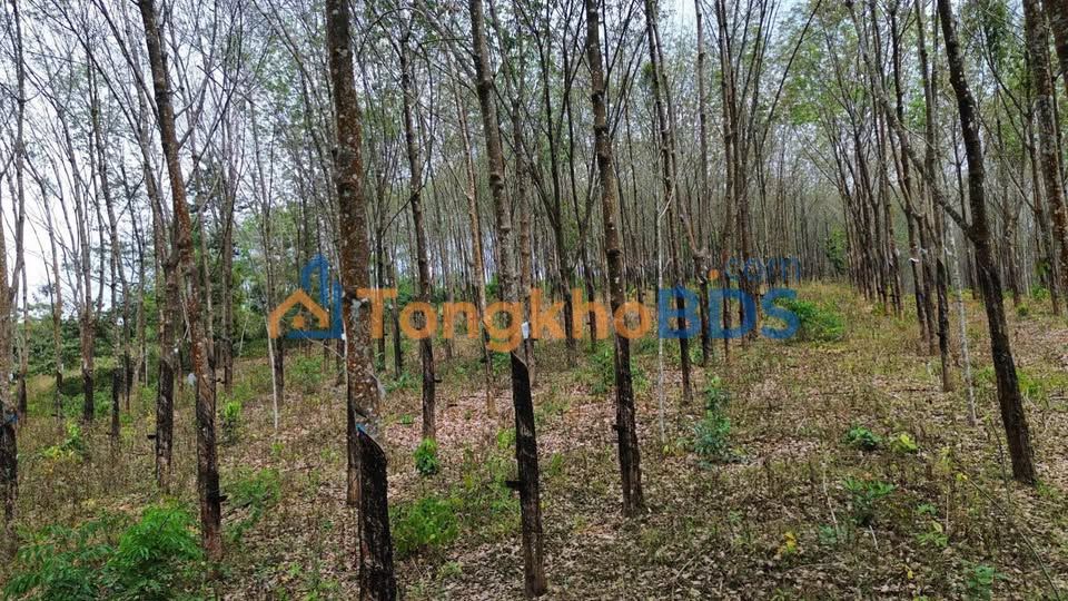 Đất vườn Quảng Thành Gia Nghĩa 11ha 15 tỷ - Nghỉ dưỡng lý tưởng