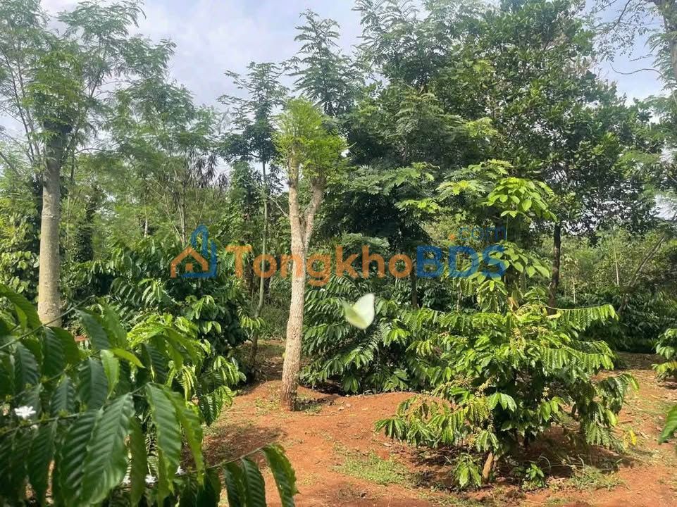 Đất Rẫy Cư Suê 18720m² - Sổ Đỏ Rõ Ràng, Giá Đầu Tư 1.97 Tỷ