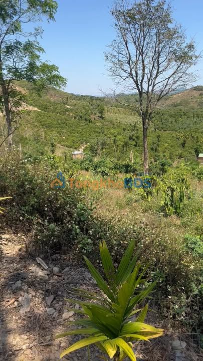 Bán 1ha Rẫy View Đồi Đắk Lắk - Giá 1 Tỷ xx