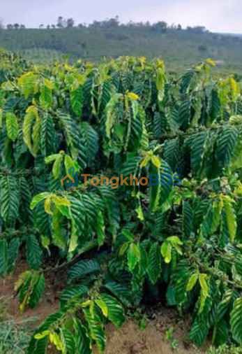 Đất nền Lộc Ngãi Bảo Lộc 3.060m² thỏa thuận - Sổ đỏ chính chủ