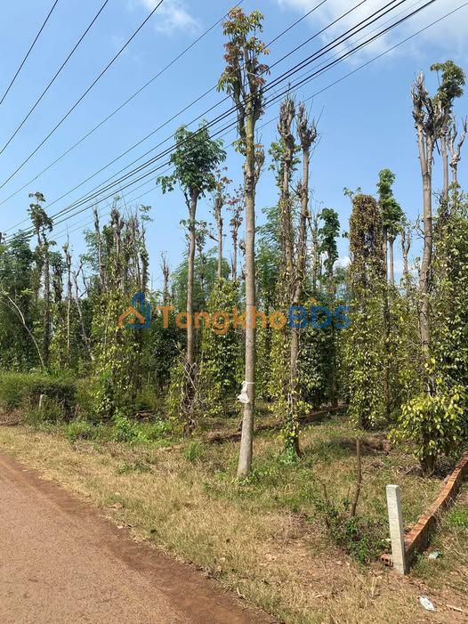 Đất Mặt Tiền Nhựa Sát Long Khánh 130m² - Sổ Riêng, Giá 650 Triệu