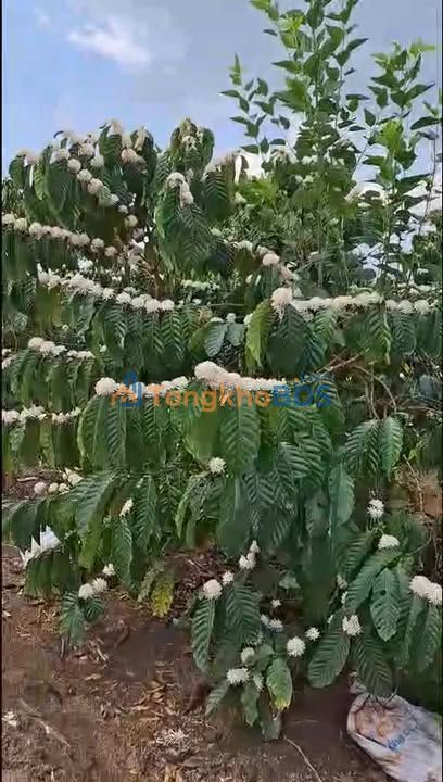 Đất Nền Phúc Thọ, Lâm Hà - 1400m² Sổ Hồng Riêng, Giá 950 Triệu