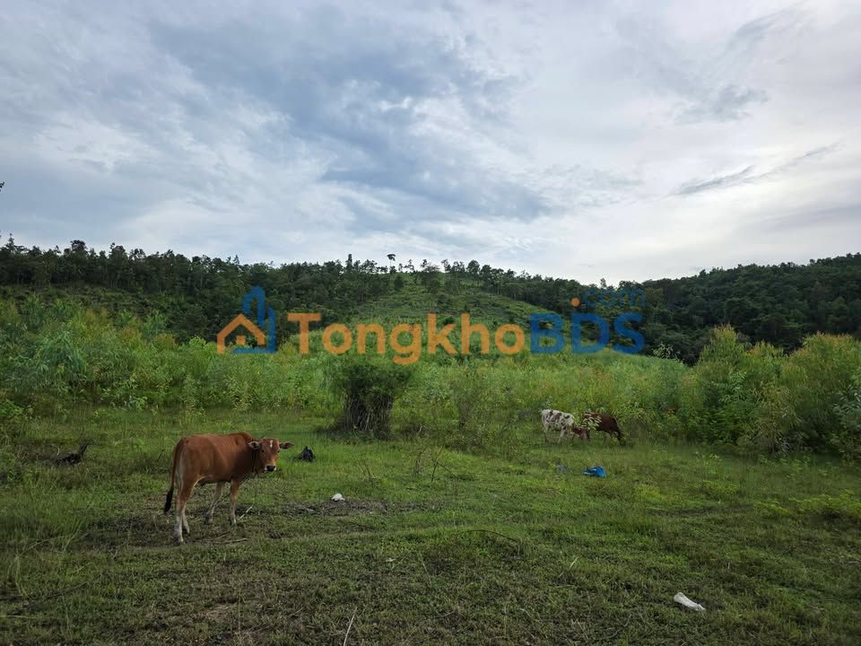 Đất Vườn 2.5ha Gia Lai - Sổ Đỏ, Sát Hồ, Nước Quanh Năm