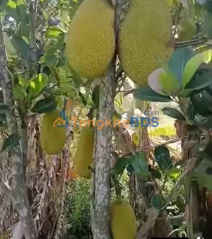 Đất vườn Hậu Mỹ Trinh 3.000m² 21 triệu/năm - Sinh thái xanh