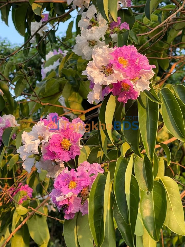 Đất nền Trần Quý Cáp Buôn Ma Thuột 720m² sổ đỏ chính chủ