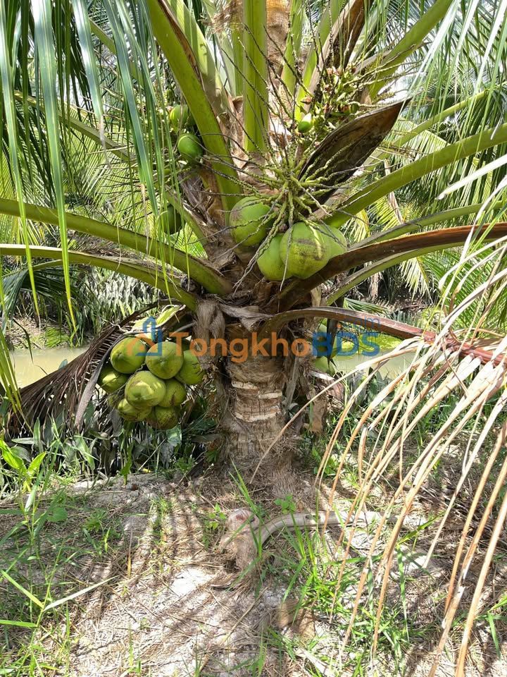 Đất Vườn Dừa Châu Hòa - Bến Tre 8.515m² - Thu Nhập 10 Triệu/Tháng