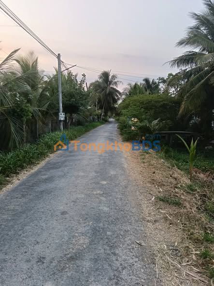 Bán Gấp Vườn Dừa Mít 3500m² Lộ Nhựa An Hiệp, Bến Tre - Giá Tốt