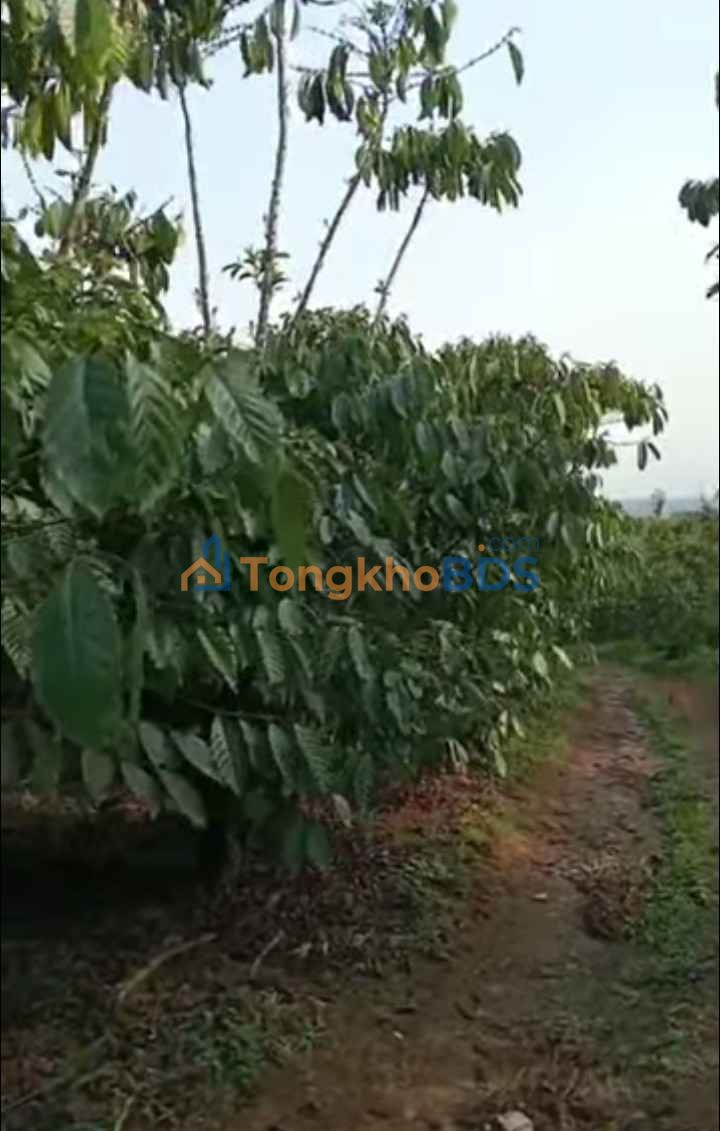 Bán Gấp Vườn Cafe 2ha Lộc Đức, Lâm Đồng - 2.68 Tỷ, Sổ Đỏ