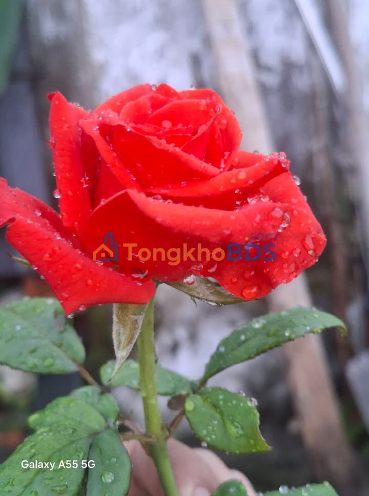 Nhà phố Mai Đăng Chơn Đà Nẵng 120m² - Mặt tiền kinh doanh