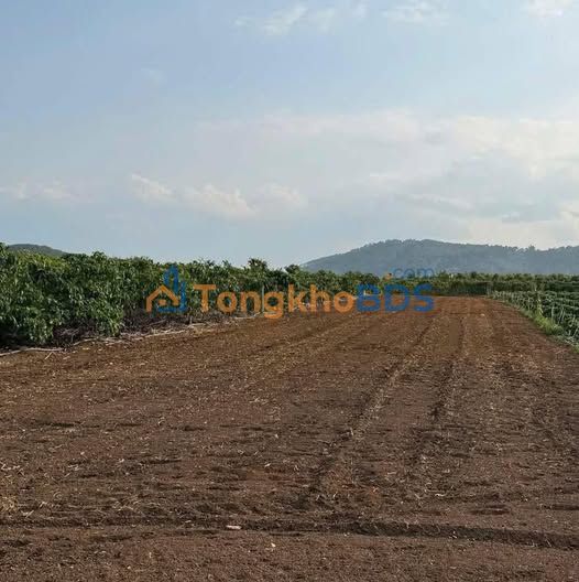 Dat nen Tan Hoi Duc Trong 1.5 sao 1.2 ty - Duong rong