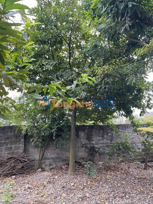 Đất Nghỉ Dưỡng 15.000m² Phả Lại - Vườn Cây Ao Cá Sẵn Sàng