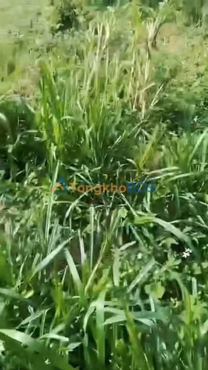 Đất thổ cư 274m² Cư Kuin, Đắk Lắk - Giá 950 triệu, Sổ hồng riêng