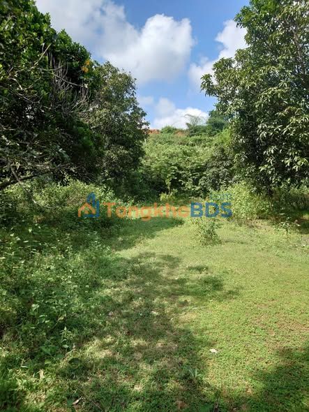 Đất Vườn Cam Phước Tây 4142m² - Sổ Đỏ 50m² Thổ Cư - Giá 2 Tỷ