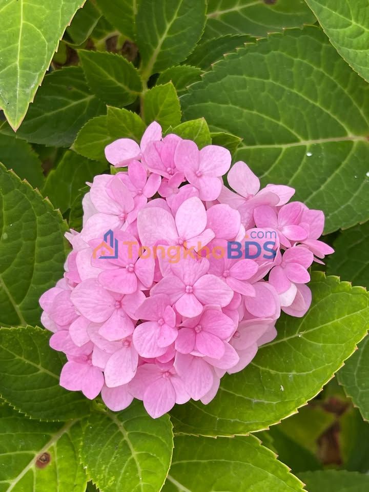 Nhà riêng Cần Thơ B5 68m² 4,2 tỷ - Chính chủ bán