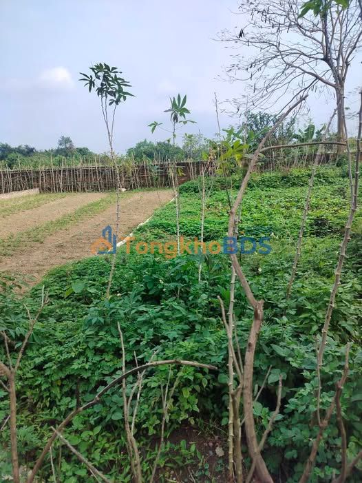 Đất Nền TRUST CITY Văn Giang 181m² Sổ Đỏ Sẵn Sàng - Đầu Tư Sinh Lời