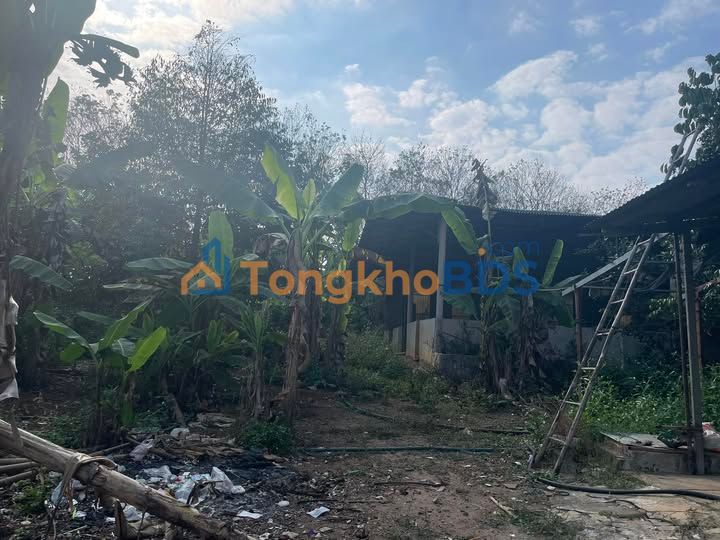 Bán Gấp Đất Farm 6.3 Sào Hồng Tại Bình Lộc, Long Khánh - Giá Đầu Tư 5.04 Tỷ