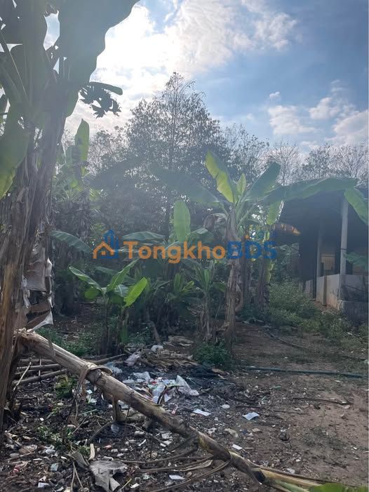 Farm Bình Lộc Long Khánh 2.268m² 5,04 tỷ - Đầu tư dài hạn