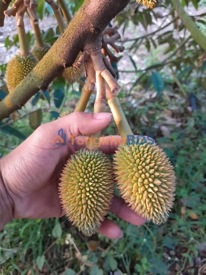 Đất vườn Quới Thành 3.000m² 3,4 tỷ - Sổ đỏ chính chủ