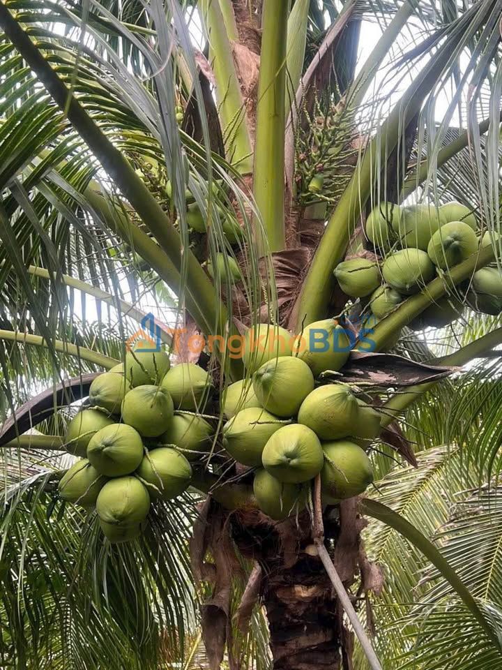 Bán Đất Vườn Dừa 6000m² Phong Nẫm, Bến Tre - Giá Tốt