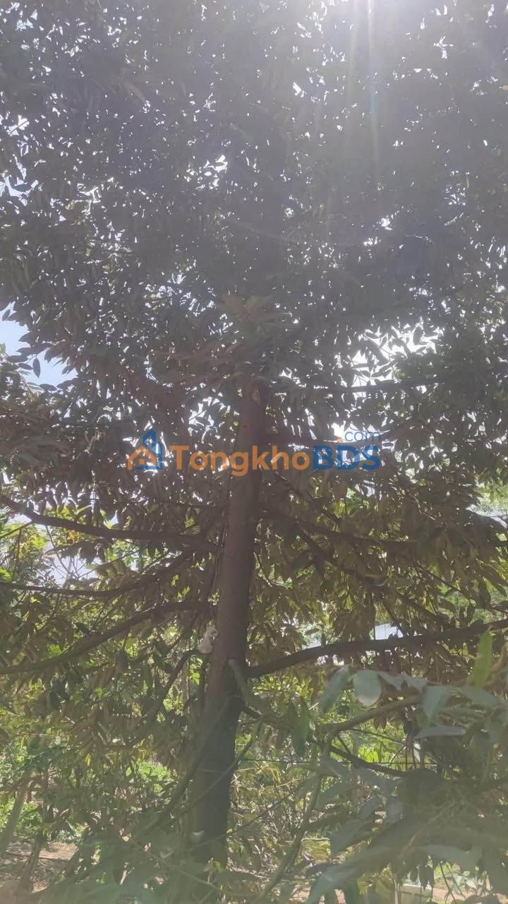 Bán Gấp Đất Vườn 10.000m² Tại Dầu Tiếng, Bình Dương - Sổ Riêng, Giá Thỏa Thuận