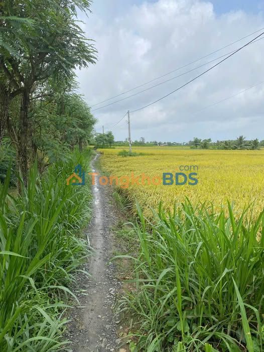 Đất Vườn Tiền Giang 4750m² - Giá Xả Lỗ 1.27 Tỷ - Đầu Tư Sinh Lời