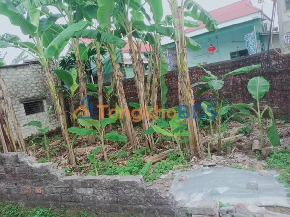 Đất nền 60m² Gia Phong, Tân Hưng - Sổ hồng thổ cư, Giá chỉ 498 triệu