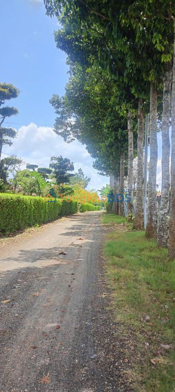 Đất Nền Đà Lạt 1577m² Mặt Tiền Bê Tông Gần Nhà Thờ Tân Lạc - Giá 1.6 Tỷ