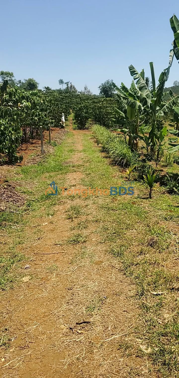 Bán Gấp Vườn Cafe 2.2 Sào Lộc Tân, Bảo Lộc - Sổ Riêng, Giá 1.15 Tỷ