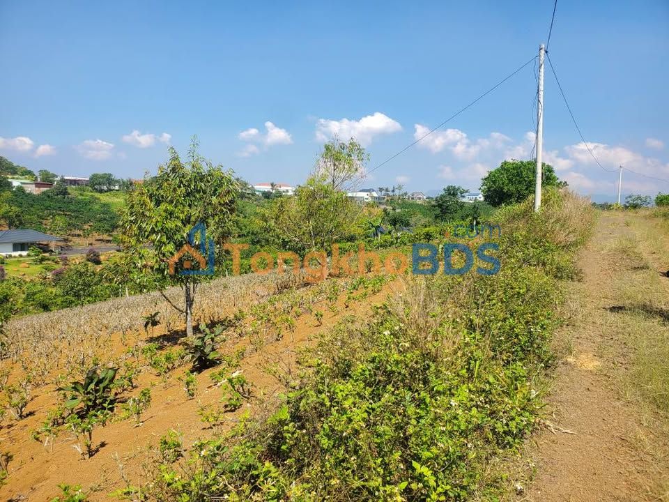 Bán Gấp Đất Vườn 13200m² Mặt Tiền Đường Đá, Hàm Tân, Bình Thuận - Giá 4 Tỷ