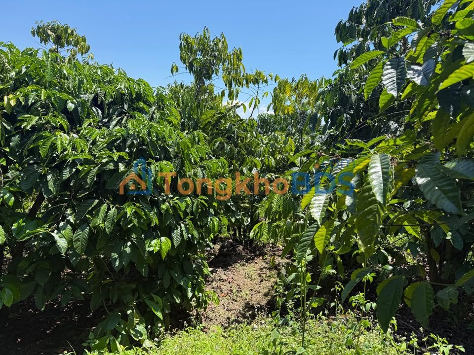 Bán Gấp Farm Nghỉ Dưỡng 10.000m² Lộc Nam, Lâm Đồng - Sẵn Nhà Đẹp