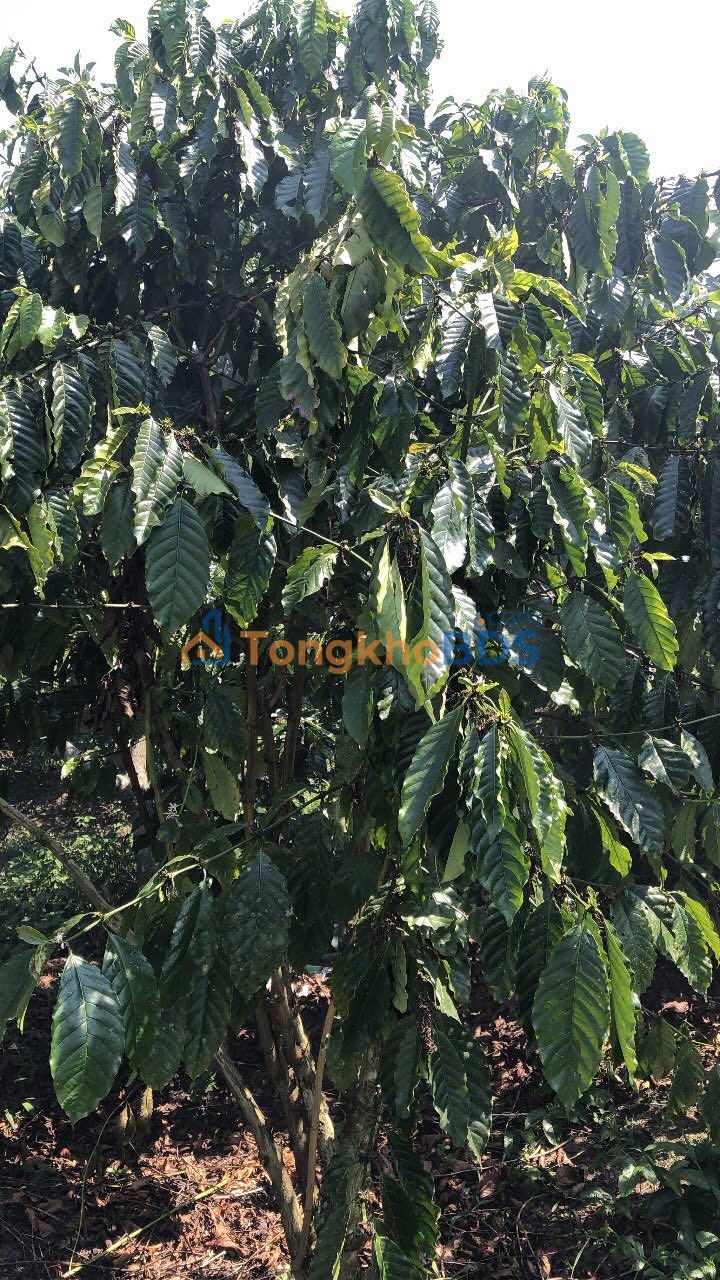 Bán Gấp Đất Vườn 18720m² Đức Trọng, Lâm Đồng - Giá 2.6 Tỷ