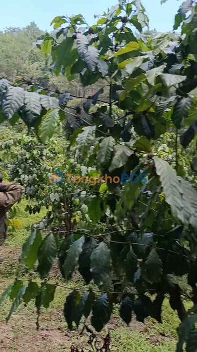 Đất Vườn 4000m² Sổ Đỏ Lộc Phú, Bảo Lâm - Giá Đầu Tư 1.2 Tỷ