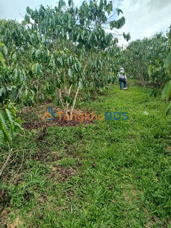 Đất Nền Lộc Phú Bảo Lâm 2952m² - Sổ Đỏ Sẵn Sàng, Giá 3.6 Tỷ