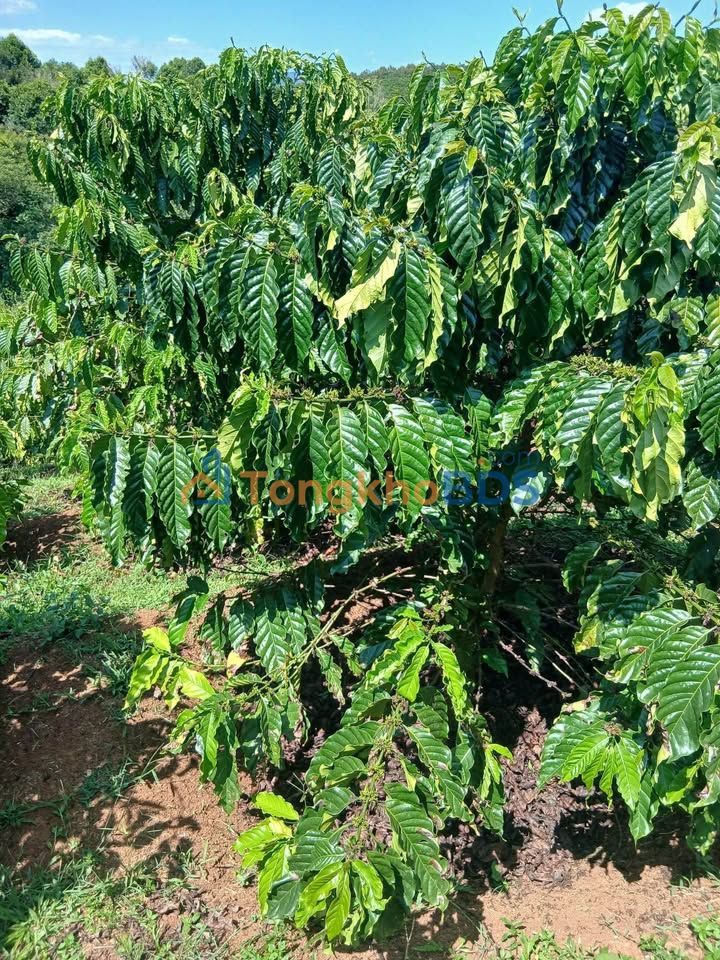 Đất Farm 7920m² Xã Hòa Bắc, Di Linh - Giá 700 Triệu Chính Chủ